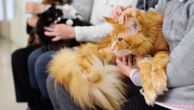 Care Of Maine Coon