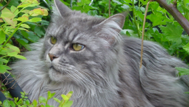 big Maine Coon