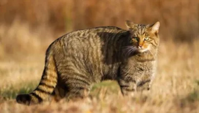 European-Wildcat