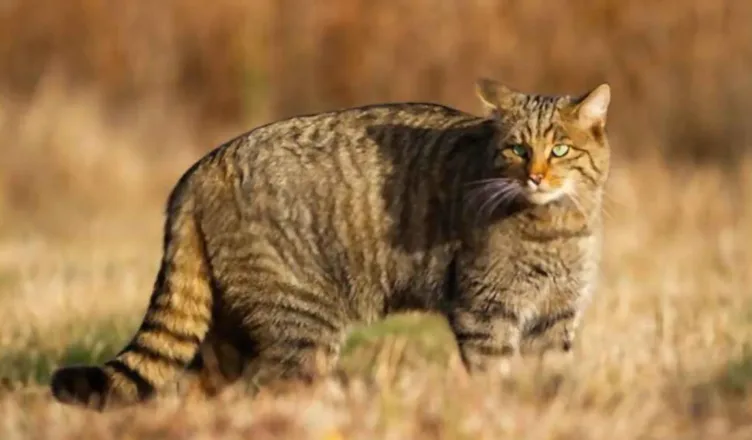 European-Wildcat