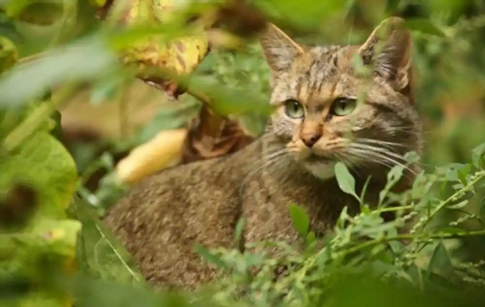 european-wildcat-facts