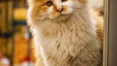 american mainecoon cat