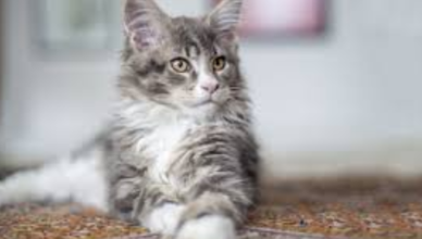 Short hair cat