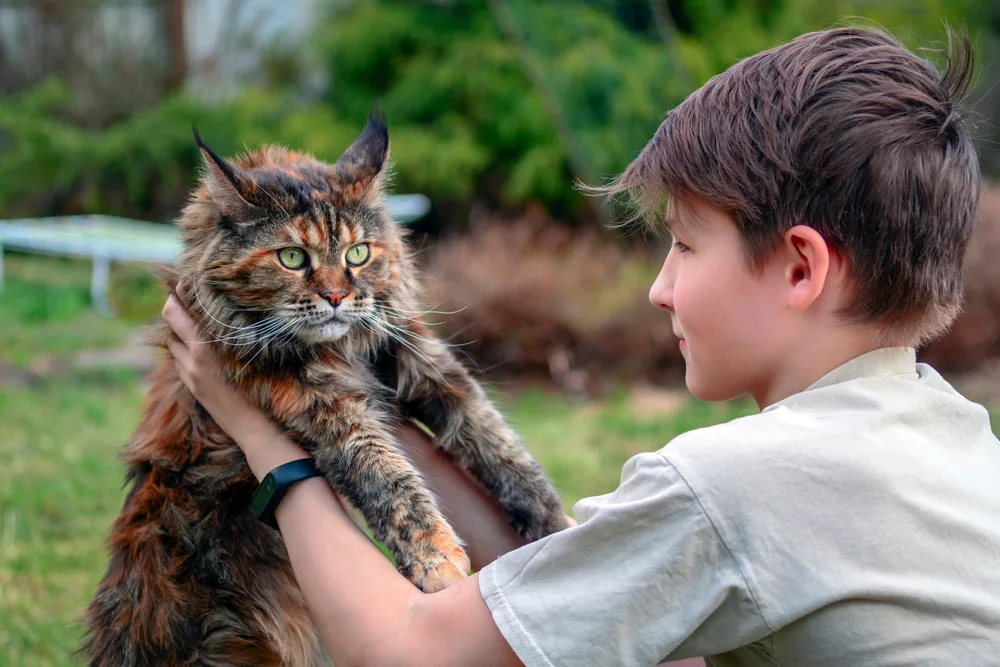 Are Maine Coon Cats Good With Children