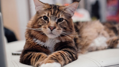 Are Maine Coon Cats Good With Children