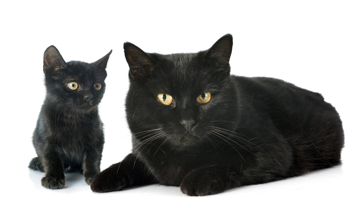 Разница между черным котом и Бомбеем