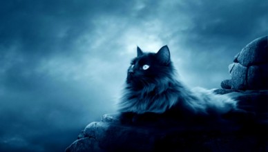 Black Maine Coon Cat