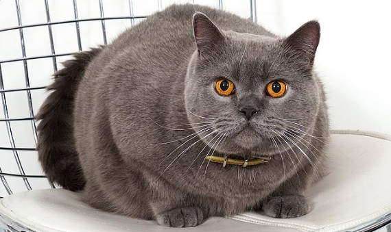 Health issues related to the British Shorthair