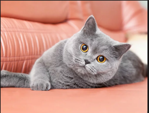 British shorthair personality