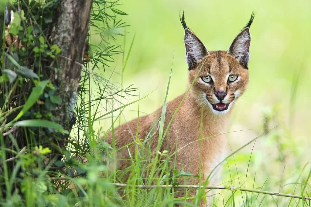 caracal cat for sale nz There Was A Huge Weblog Sales Of Photos
