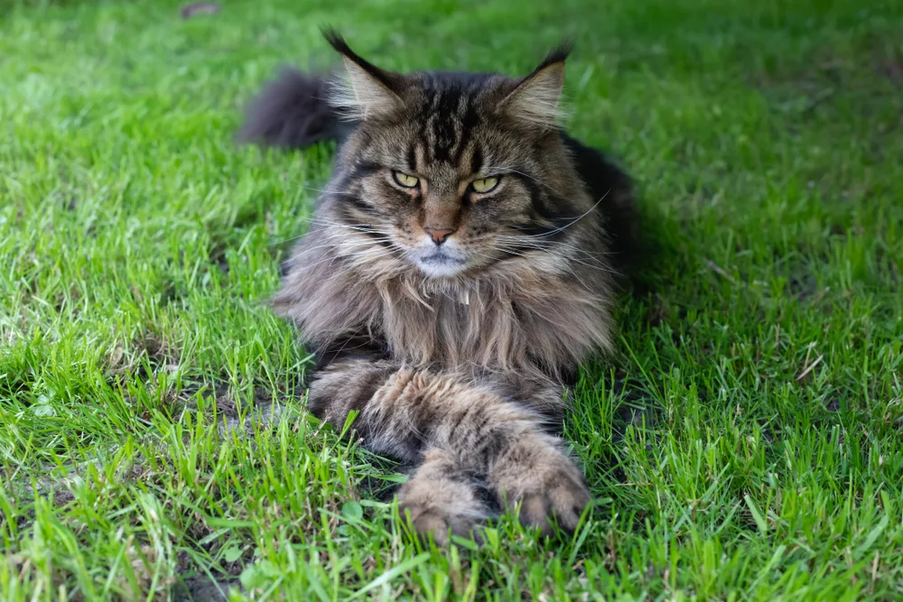 European Maine Coon