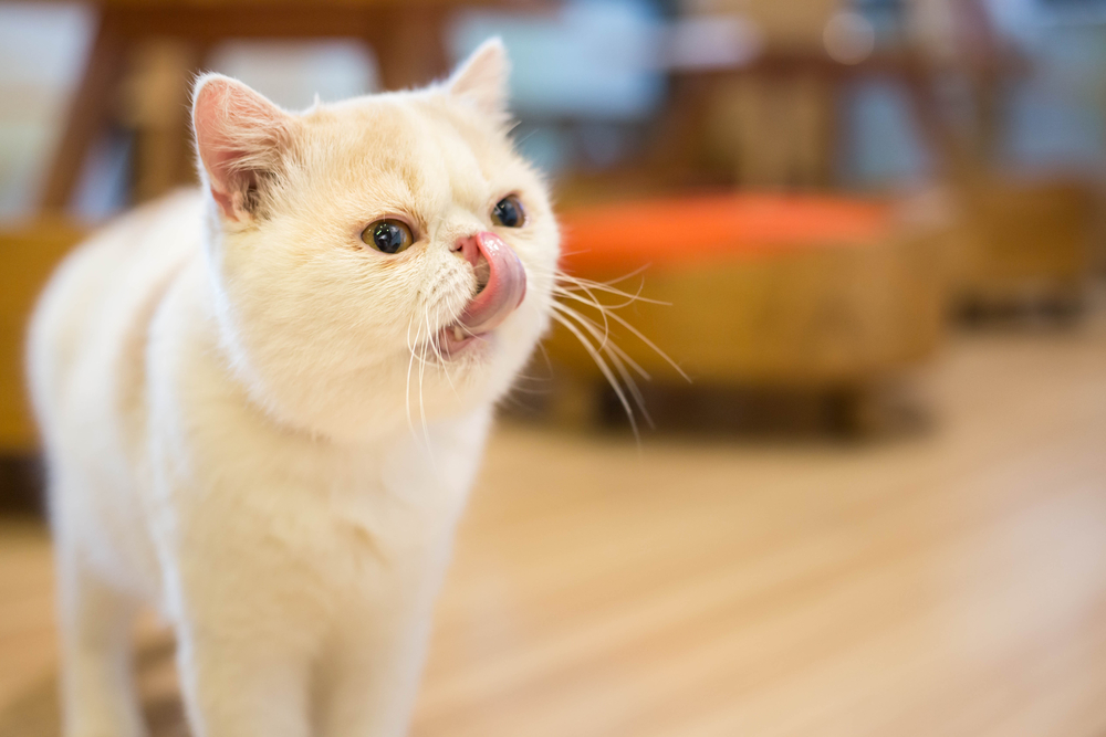Exotic Shorthair personality