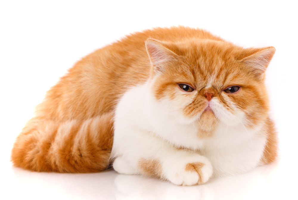 Exotic shorthair health