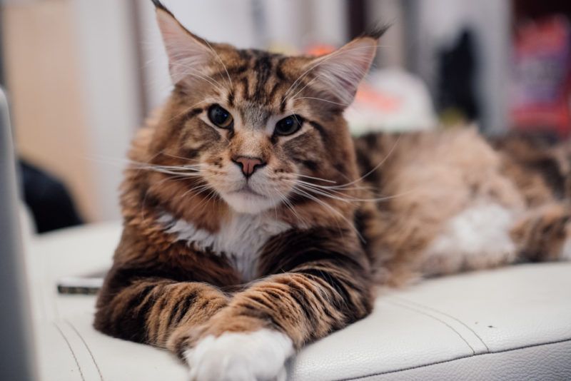 FIFE Maine Coon Breed | MaineCoonCompanion