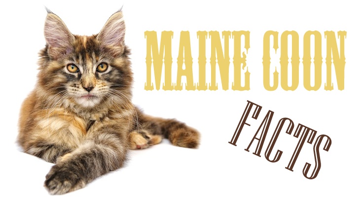 Facts about maine coon