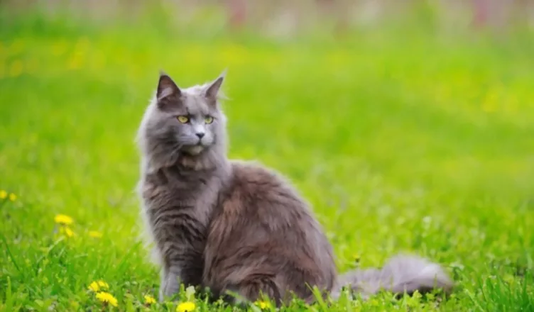 Grey Maine Coon Cat
