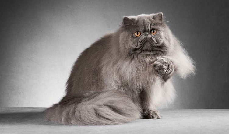 grey Persian cat