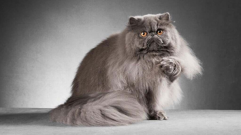 Smokey Persian Cat Stock Photo 540172420 Shutterstock