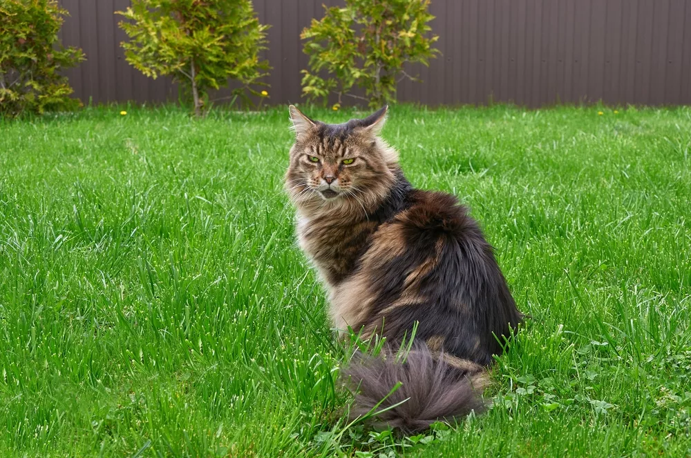 History of Maine Coon Cat