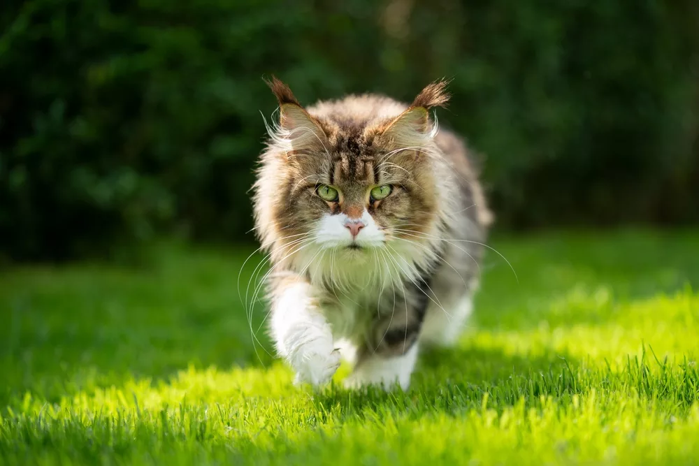 History of Maine Coon Cat
