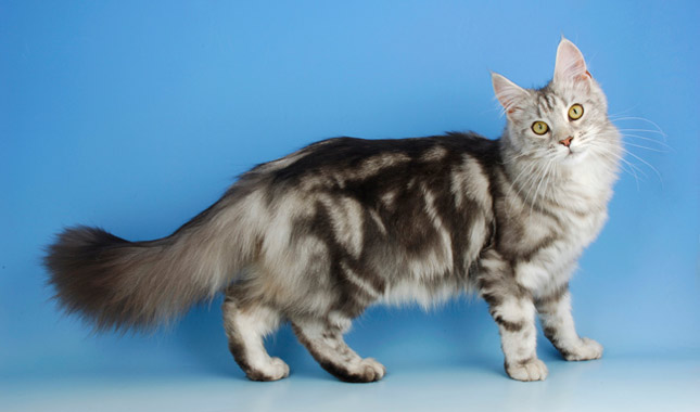 average cost of a maine coon cat