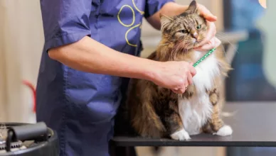 Maine Coon Care