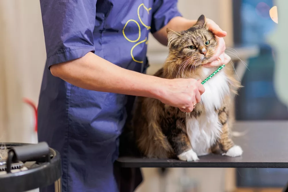 Maine Coon Care Secret of Healthy and Happy cat