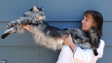 Maine Coon Cat information