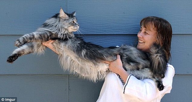 Maine Coon Cat information