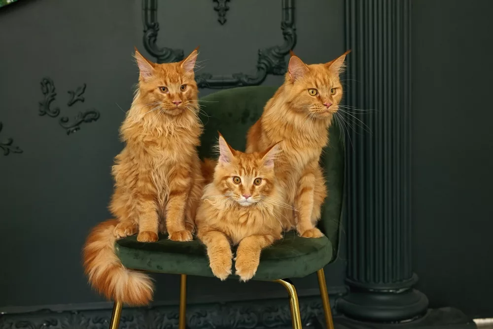 Maine Coon Cats, Kittens and the Rest of the Family