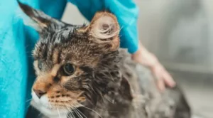 Maine Coon Cats Need Bath