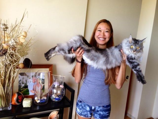 Maine Coon Cats, Kittens and the Rest of the Family