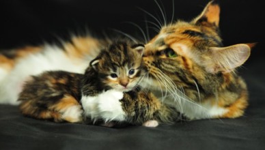 Maine Coon Cattery