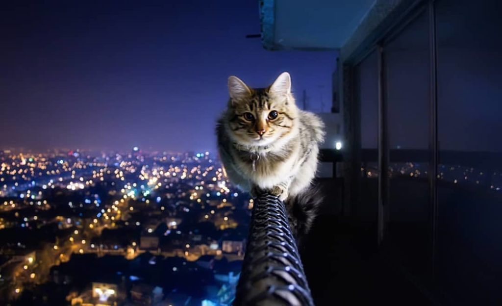 Maine Coon Grooming