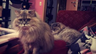 Maine Coon Grooming Tips