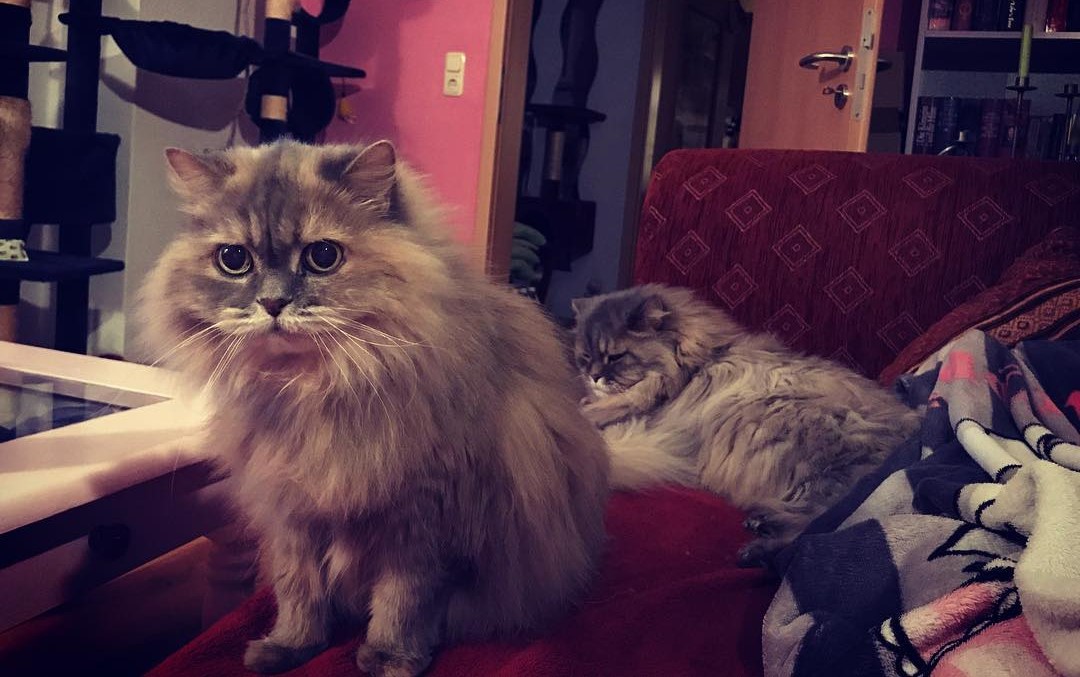 Maine Coon Grooming Tips - MaineCoon Companion