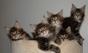 Maine Coon Kitten for Sale
