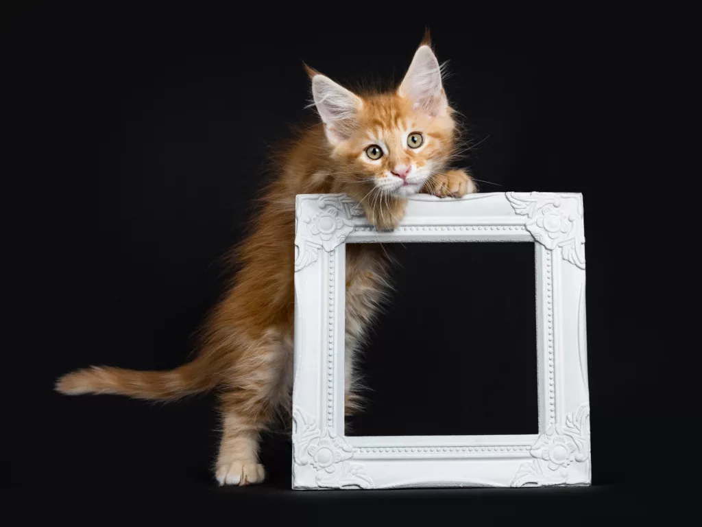 Maine Coon Kittens for Sale