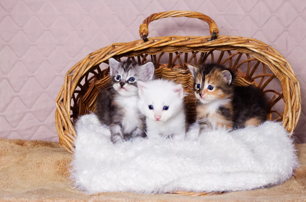 Maine Coon Kittens for Sale