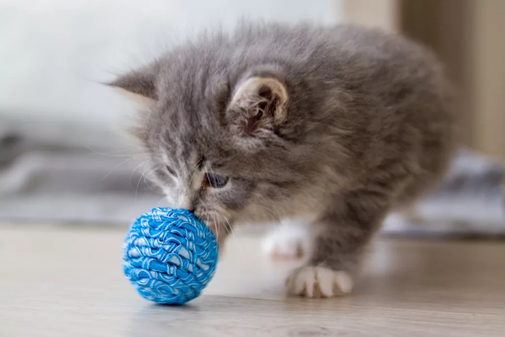 Maine Coon Kittens for Sale