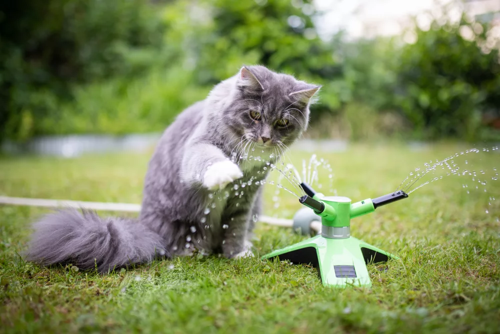 Maine Coon Personality