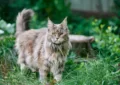 Maine Coon Rescue