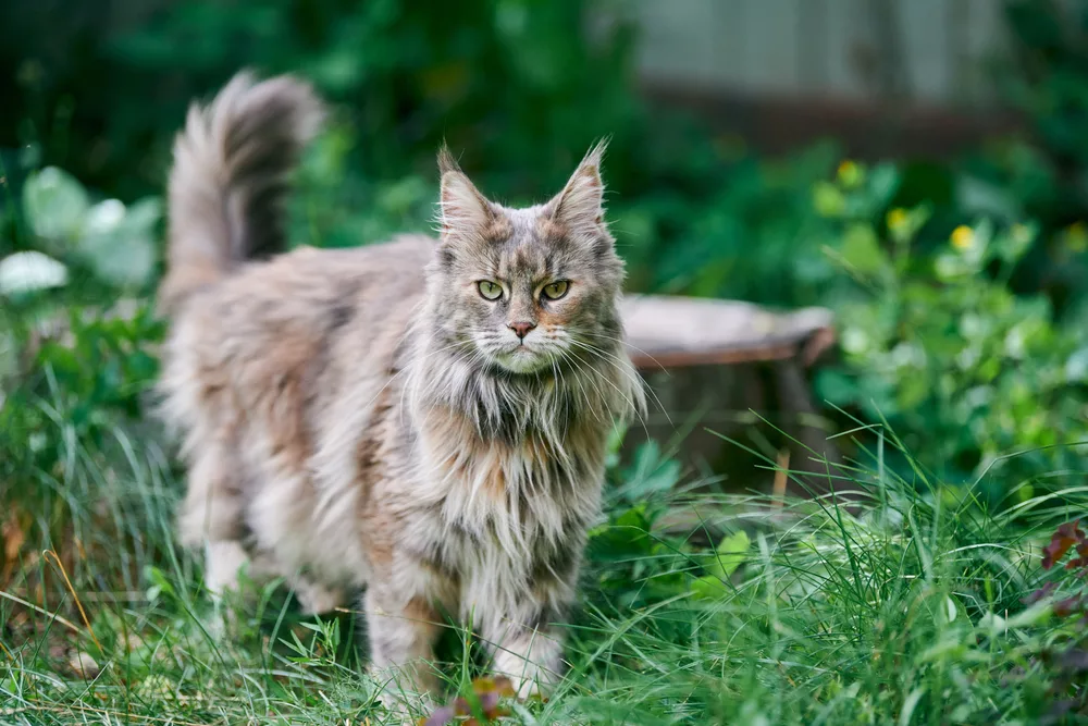 Maine Coon Rescue : Make a Difference