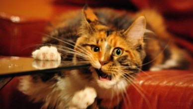 Maine Coon Rescue