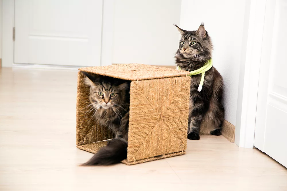 What are the best Maine Coon toys?