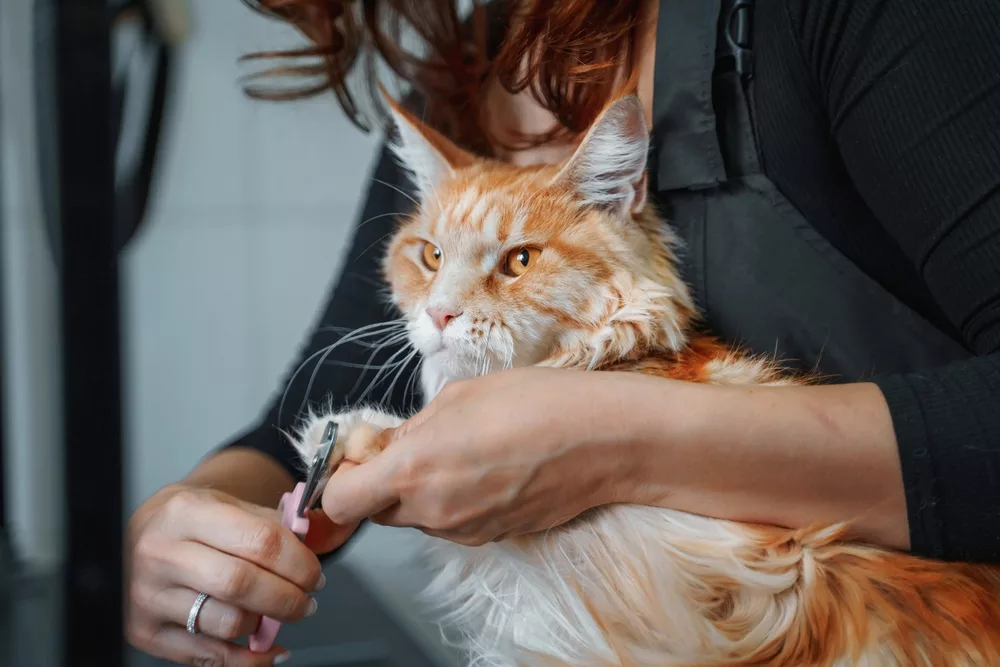 Maine Coon care