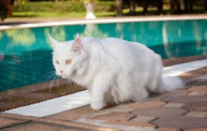 Maine Coon cat swimming