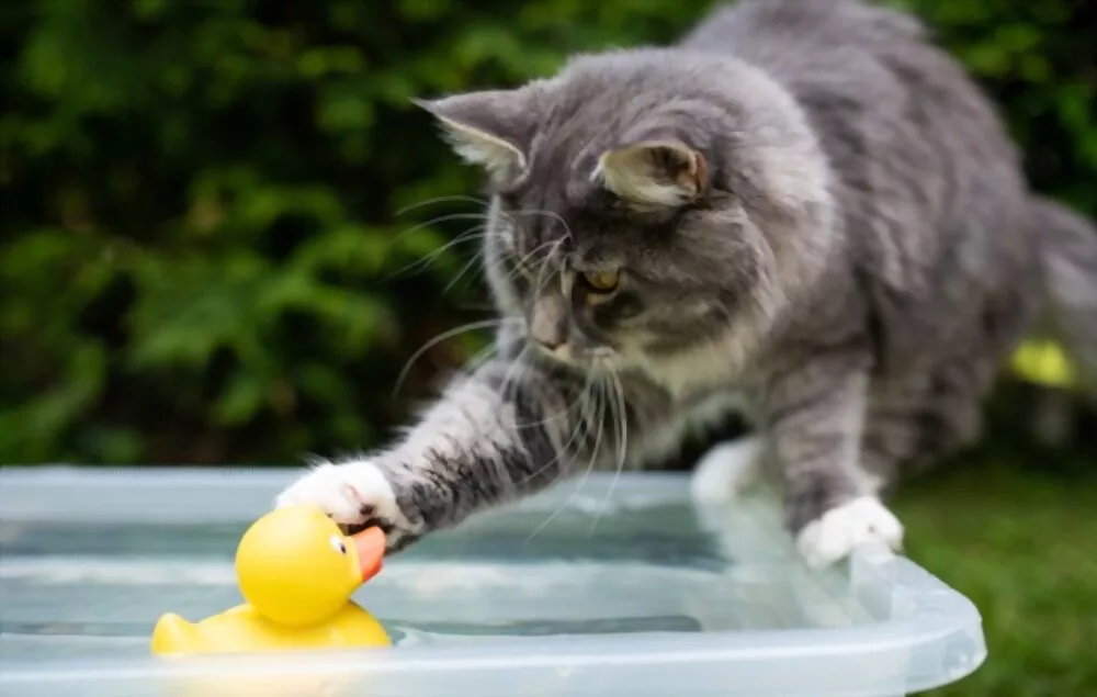 WaterLoving Maine Coon Cats Myth or Reality?