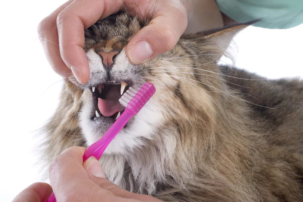 Maine Coon grooming