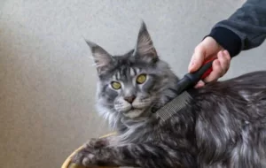 Maine Coon grooming